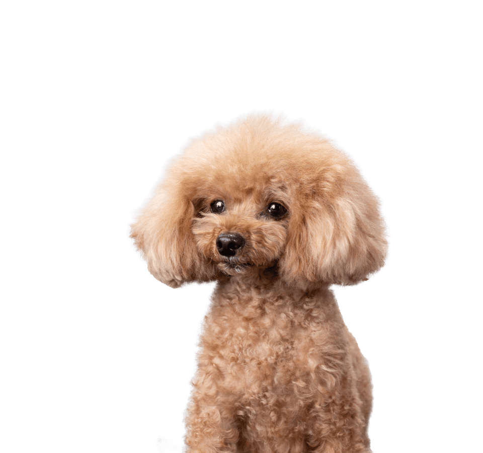 犬園 この前のおやすみ㊗️ みんなで私の好きなドッグランへ！ 何が好きって